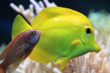 "des poissons" başlıklı Fotoğraf Michel-Henri Rogala tarafından, Orijinal sanat, Dijital Fotoğrafçılık