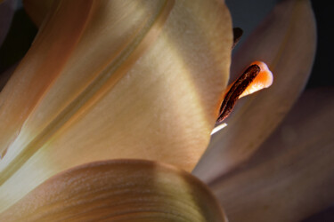 Photography titled "Where Stillness Lea…" by Karel Jan Willem Fehr, Original Artwork, Manipulated Photography