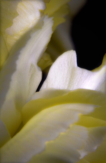 Photography titled "Whisper of the Hidd…" by Karel Jan Willem Fehr, Original Artwork, Digital Photography