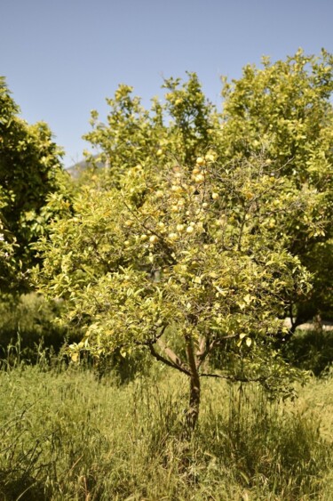 "citronnier" başlıklı Fotoğraf Michel-Henri Rogala tarafından, Orijinal sanat, Dijital Fotoğrafçılık