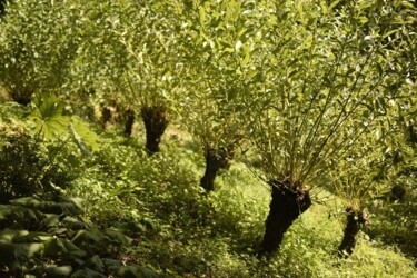 "arbres" başlıklı Fotoğraf Michel-Henri Rogala tarafından, Orijinal sanat, Dijital Fotoğrafçılık