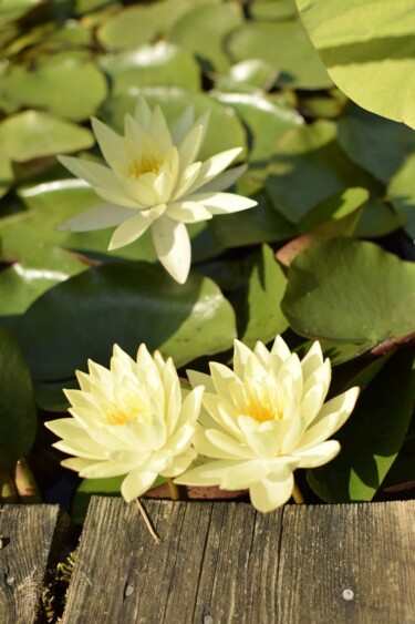 "nénuphars" başlıklı Fotoğraf Michel-Henri Rogala tarafından, Orijinal sanat, Dijital Fotoğrafçılık