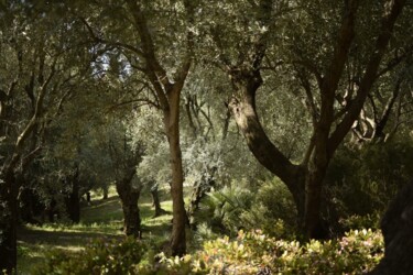 "des oliviers" başlıklı Fotoğraf Michel-Henri Rogala tarafından, Orijinal sanat, Dijital Fotoğrafçılık
