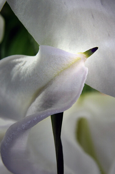 "Where Softness Lear…" başlıklı Fotoğraf Karel Jan Willem Fehr tarafından, Orijinal sanat, Dijital Fotoğrafçılık