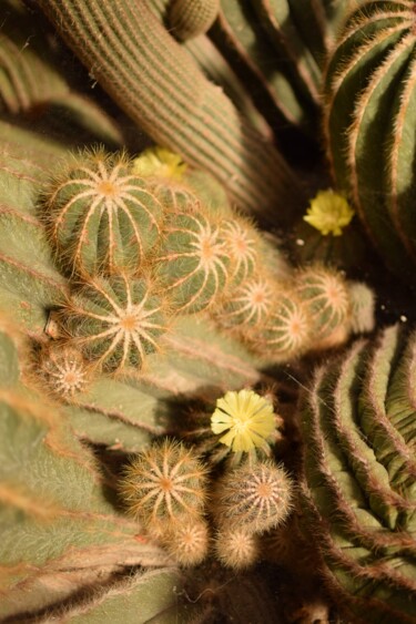 "cactus" başlıklı Fotoğraf Michel-Henri Rogala tarafından, Orijinal sanat, Dijital Fotoğrafçılık