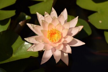 "le nénuphar" başlıklı Fotoğraf Michel-Henri Rogala tarafından, Orijinal sanat, Dijital Fotoğrafçılık