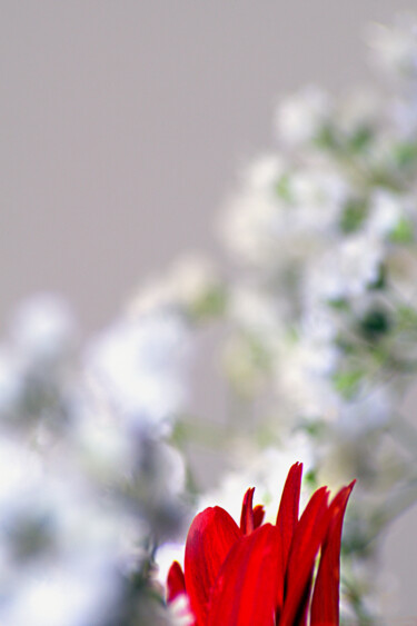 Photography titled "Crimson at the Veil…" by Karel Jan Willem Fehr, Original Artwork, Digital Photography