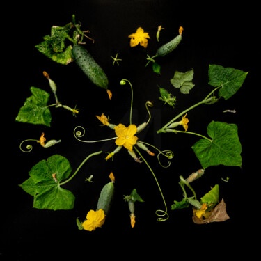 Photography titled "Golden Cucumber Blo…" by Tamara Morozova, Original Artwork, Light Painting