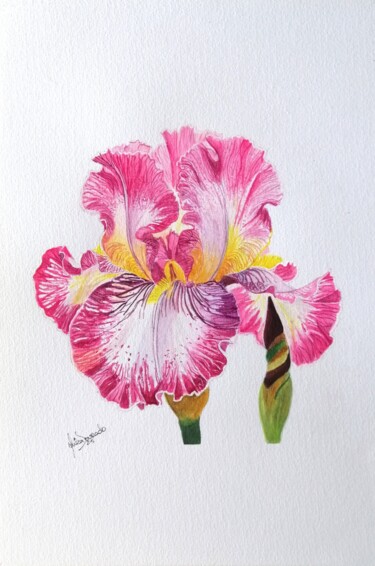绘画 标题为“Iris rosa” 由Inês Dourado, 原创艺术品, 水彩