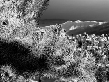 Photography titled "Needles" by Angelo Di Pietrantonio, Original Artwork