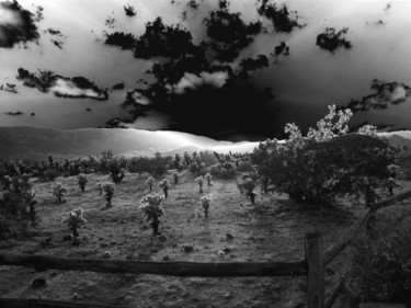 Photography titled "The Herd" by Angelo Di Pietrantonio, Original Artwork