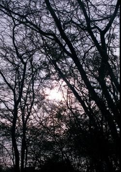 Photography titled "Nature" by Sandeep Singh, Original Artwork