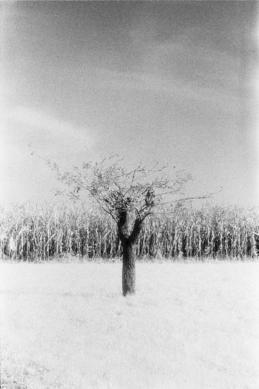 Fotografia intitolato "Untitled" da Gianluca Faletti, Opera d'arte originale