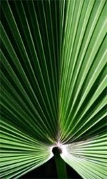 Photography titled "Nature-7" by Sandeep Singh, Original Artwork