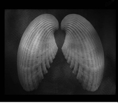 Photography titled "shells" by Coupe Mike, Original Artwork