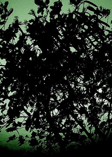 Photography titled "S/T" by Alejandro Tello, Original Artwork