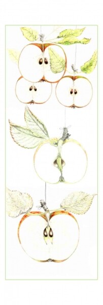 图画 标题为“Pommes volent” 由Myriam Schmaus, 原创艺术品, 铅笔