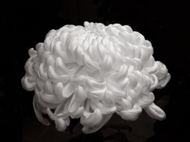 Photography titled "pureflower" by Coupe Mike, Original Artwork