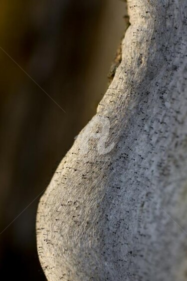 Photographie intitulée "Arbre-mémoire no 9" par Chantal Gagné, Œuvre d'art originale