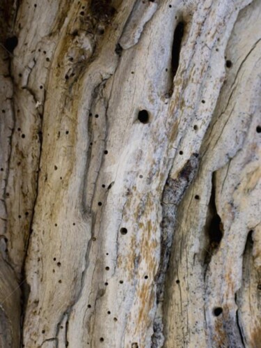 Photographie intitulée "Arbre-mémoire no 5" par Chantal Gagné, Œuvre d'art originale