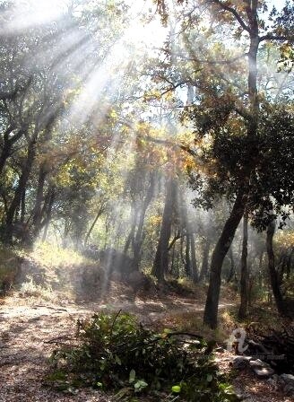 Photographie intitulée "brumes du matin" par Paule-Andree Maraval, Œuvre d'art originale