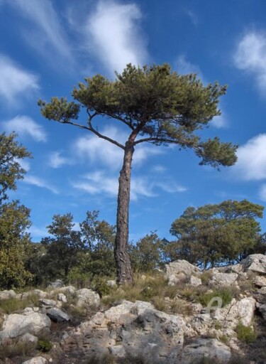 Photographie intitulée "HPIM0753.JPG" par Paule-Andree Maraval, Œuvre d'art originale