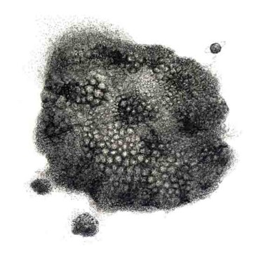 Drawing titled "Truffe3" by Myriam Schmaus, Original Artwork, Ink