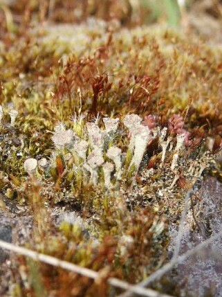 Photographie intitulée "LICHENS" par Jero Crewps, Œuvre d'art originale