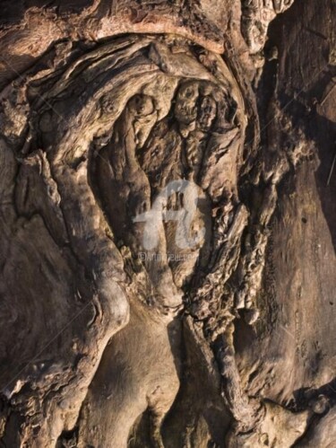 Photographie intitulée "Arbre-mémoire no 2" par Chantal Gagné, Œuvre d'art originale