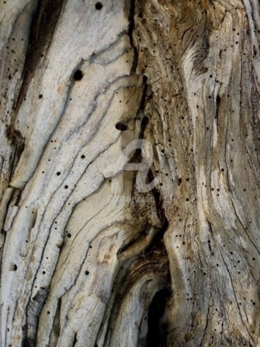 Photographie intitulée "Arbre-mémoire no 4" par Chantal Gagné, Œuvre d'art originale