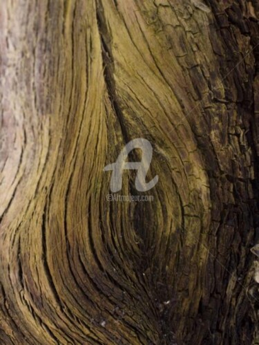 Photographie intitulée "Arbre-mémoire no 7" par Chantal Gagné, Œuvre d'art originale