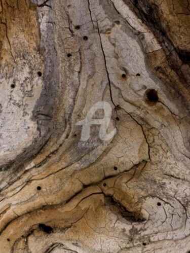 Photographie intitulée "Arbre-mémoire no 10" par Chantal Gagné, Œuvre d'art originale