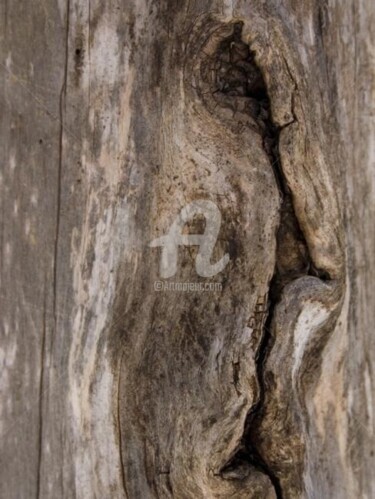Photographie intitulée "Arbre-mémoire no 11" par Chantal Gagné, Œuvre d'art originale