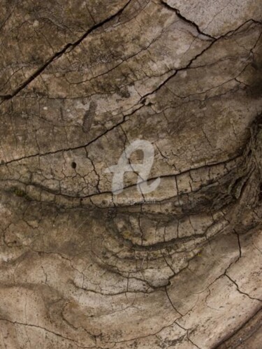 Photographie intitulée "Arbre-mémoire no 12" par Chantal Gagné, Œuvre d'art originale