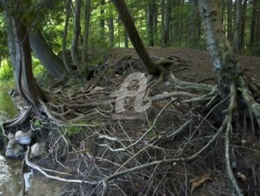 Photographie intitulée "Arbre-mémoire no 14" par Chantal Gagné, Œuvre d'art originale