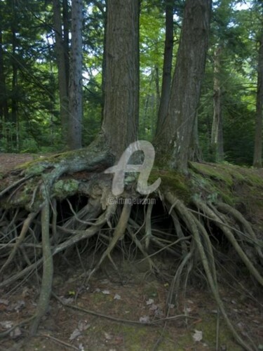 Photographie intitulée "Arbre-mémoire no 15" par Chantal Gagné, Œuvre d'art originale
