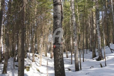 Photographie intitulée "Déboisement no 3" par Chantal Gagné, Œuvre d'art originale
