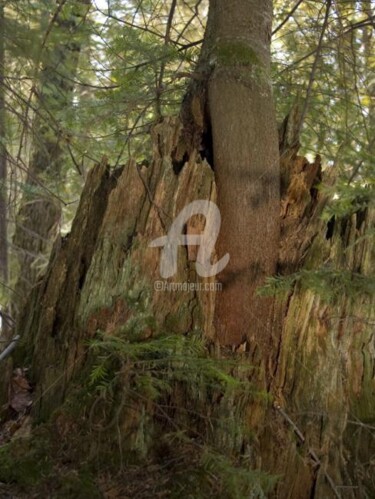 Photographie intitulée "Arbre-mémoire no 16" par Chantal Gagné, Œuvre d'art originale