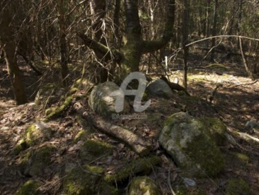 Photographie intitulée "Arbre-mémoire no 13" par Chantal Gagné, Œuvre d'art originale