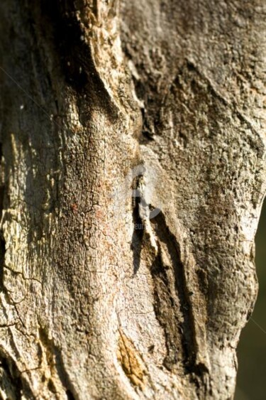 Photographie intitulée "Arbre-mémoire no 8" par Chantal Gagné, Œuvre d'art originale