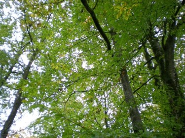 Photographie intitulée "Forêt" par Morgane A., Œuvre d'art originale