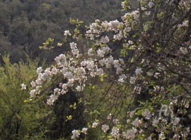 Photographie intitulée "HPIM0805.jpg" par Paule-Andree Maraval, Œuvre d'art originale