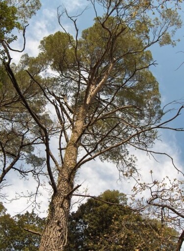 Photographie intitulée "HPIM0807.jpg" par Paule-Andree Maraval, Œuvre d'art originale