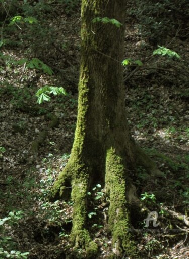 Photographie intitulée "HPIM0820.jpg" par Paule-Andree Maraval, Œuvre d'art originale