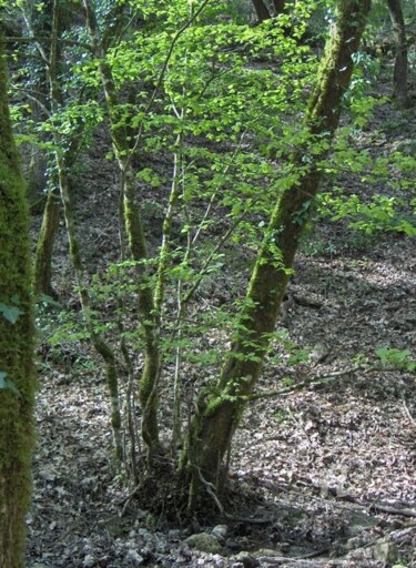 Photographie intitulée "HPIM0823.jpg" par Paule-Andree Maraval, Œuvre d'art originale