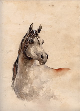 Horse study