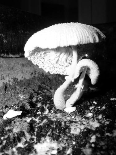 Photography titled "Mushroom" by Angelo Di Pietrantonio, Original Artwork
