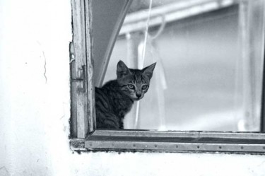 Fotografia intitolato "solo" da Isabella Cavallaro, Opera d'arte originale