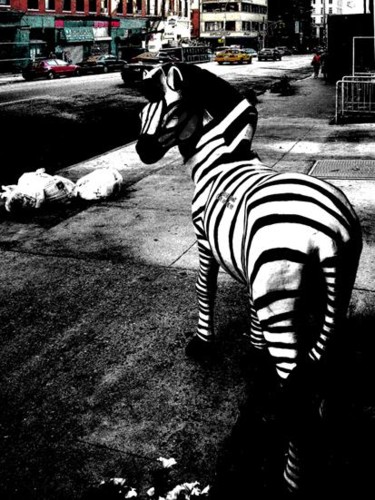 Photography titled "waiting for attenbo…" by Andre Van Der Kerkhoff, Original Artwork