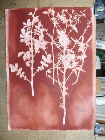 Σχέδιο με τίτλο "HERBIER I" από Michel Moskovtchenko, Αυθεντικά έργα τέχνης, Άλλος